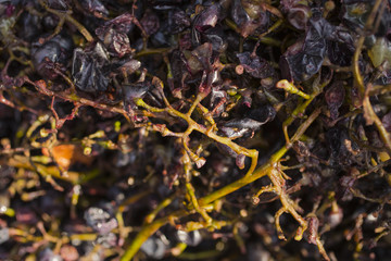 Wine-making. Technology of wine production. The folk tradition of making wine. Wine production in Moldova. The ancient tradition of grape processing.