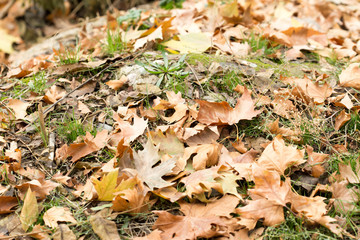 Colorful autumn leaves