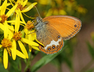 piccola farfalla (Coenonympha arcania) su fiori gialli