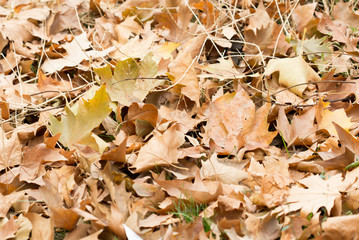 Colorful autumn leaves