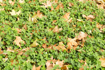 Colorful autumn leaves