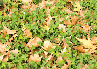 Colorful autumn leaves