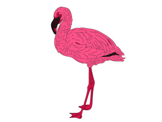 Digitally Handdrawn Illustration of a wildlife pink flamingo isolated on white background