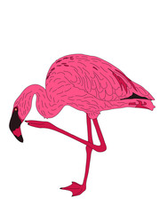 Digitally Handdrawn Illustration of a wildlife pink flamingo isolated on white background