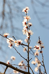 Flowers of the cherry blossoms on a spring day