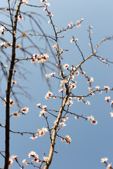 Flowers of the cherry blossoms on a spring day