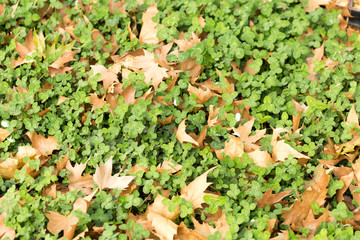 Colorful autumn leaves