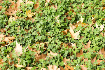 Colorful autumn leaves