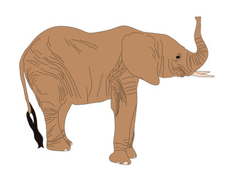 Digitally Handdrawn Illustration of a wildlife desert elephant isolated on white background