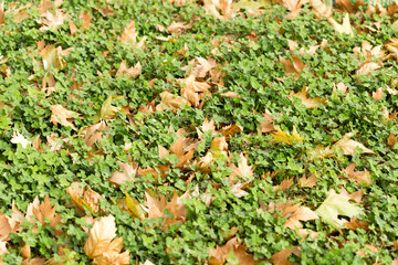 Colorful autumn leaves