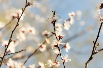 Flowers of the cherry blossoms on a spring day