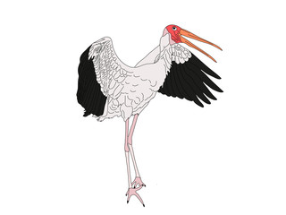Digitally Handdrawn Illustration of a wildlife stork isolated on white background