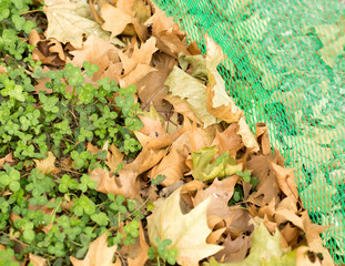 Colorful autumn leaves