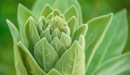 Fototapeta premium Close shot of the leaves of a native plant growing in Yosemite Valley Meadow in June 2018. Horizontal image with shallow depth of field.