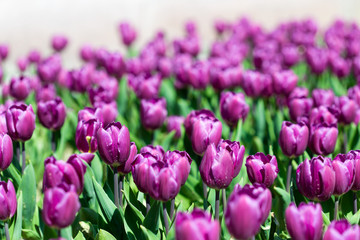 Beautiful tulips in a Dutch landscape. Photographed from different positions