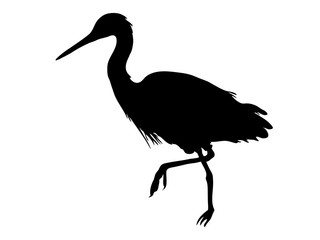 Digitally handdrawn Silhouette of a sea bird isolated on white background