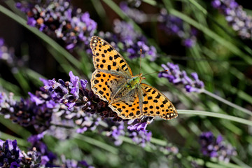 farfalla arancione (Issoria lathonia, femmina) su lavanda