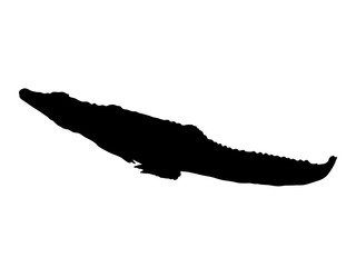 Digitally handdrawn Silhouette of a crocodile isolated on white background