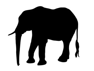 Fototapeta premium Digitally handdrawn Silhouette of a elephant isolated on white background