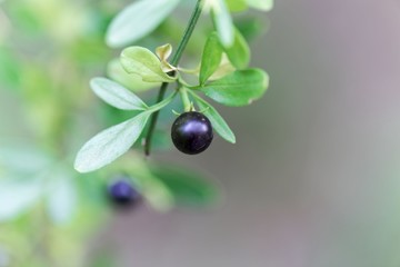 Berry of a jasmine (Jasminum fruticans)