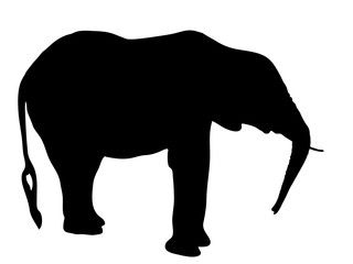 Digitally handdrawn Silhouette of a elephant isolated on white background