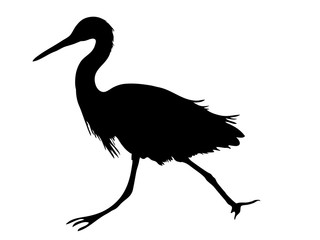 Digitally handdrawn Silhouette of a sea bird isolated on white background