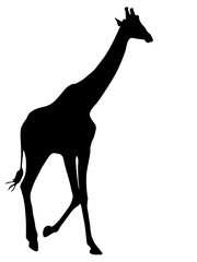 Digitally handdrawn Silhouette of a giraffe isolated on white background