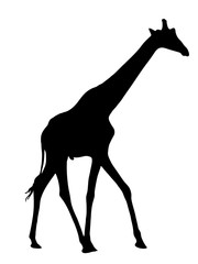 Digitally handdrawn Silhouette of a giraffe isolated on white background