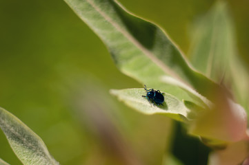 Close shot of a shiny blue beetle on the leaves of a native plant growing in Yosemite Valley Meadow in June 2018.  Horizontal image with shallow depth of field.