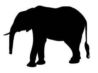 Digitally handdrawn Silhouette of a elephant isolated on white background