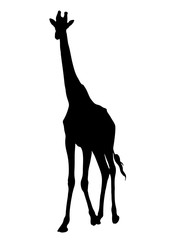 Digitally handdrawn Silhouette of a giraffe isolated on white background