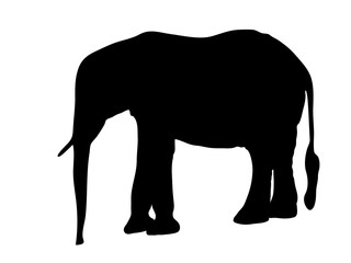 Fototapeta premium Digitally handdrawn Silhouette of a elephant isolated on white background