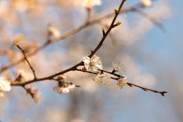 Flowers of the cherry blossoms on a spring day