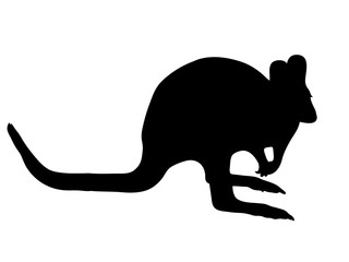 Digitally handdrawn Silhouette of a kangaroo isolated on white background