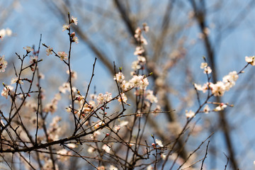 Flowers of the cherry blossoms on a spring day