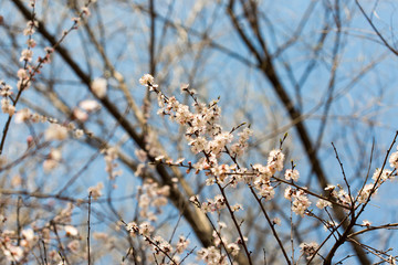 Flowers of the cherry blossoms on a spring day