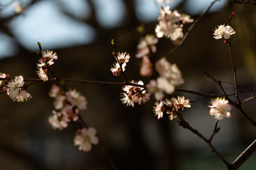 Flowers of the cherry blossoms on a spring day
