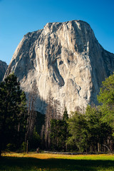 View of El Capitan in Yosemite.  Evening sun shining across the rock surface with trees in the foreground.  June 2018.  Vertical image.