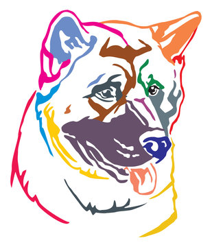 Colorful decorative portrait of Dog American akita vector illustration