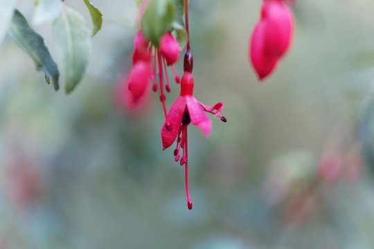 Hummingbird fuchsia (Fuchsia magellanica)