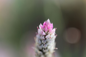 Plumed cockscomb flower (Celosia argentea)