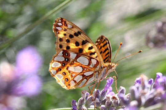 farfalla dalle macchie argentate (Issoria lathonia, femmina) su lavanda