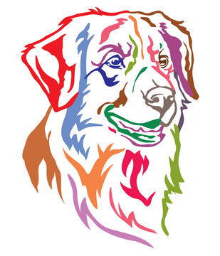 Colorful decorative portrait of Dog Toller vector illustration