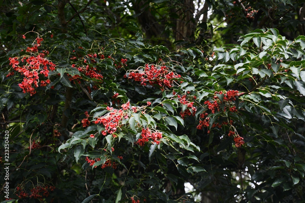 Sticker euscaphis japonica seeds / korean sweetherat tree