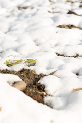 snow on the ground in nature