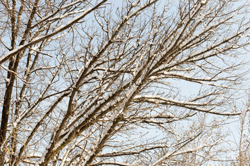 winter tree