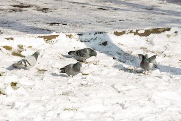 Obraz premium flock of pigeons on snow in winter