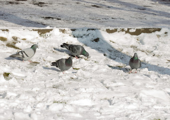 flock of pigeons on snow in winter