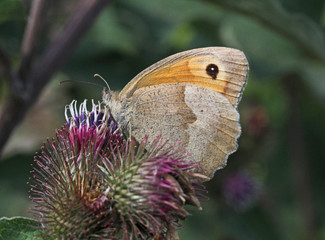 femmina di Maniola jurtina su un fiore di bardana