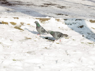flock of pigeons on snow in winter